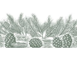 Pine Cones 2